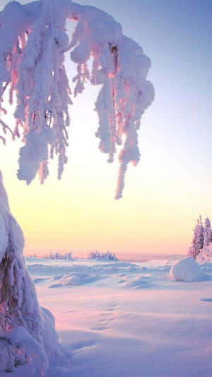 A Snow Covered Landscape With Trees And Snow Wallpaper