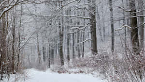 A Snow Covered Path Wallpaper