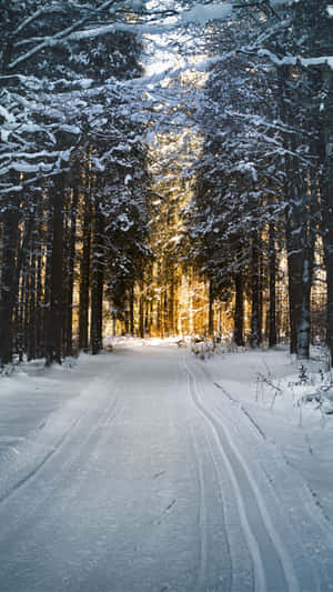 A Snow Covered Path In The Forest Wallpaper