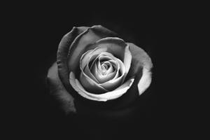 A Solitary Rose In Grayscale Wallpaper