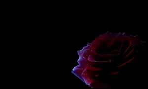 A Striking Black Rose In All Its Dark, Mysterious Beauty Wallpaper
