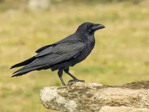 A Striking Crow Perched On A Branch Wallpaper