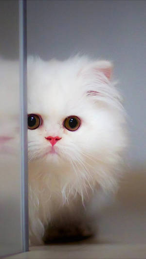 A Strikingly Gorgeous Feline Posing Next To A Glass Door. Wallpaper