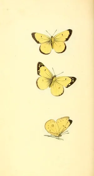 A Stunning Group Of Cute Yellow Butterflies Wallpaper
