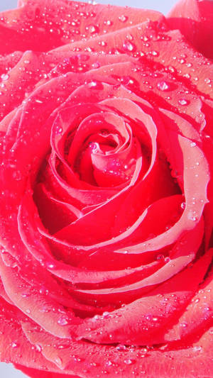 A Stunning Macro Shot Of A Pink Rose Bloomed To Perfection On An Iphone. Wallpaper