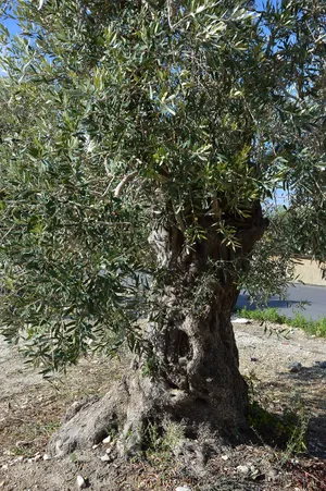 A Stunning Olive Tree In Nature Wallpaper