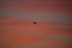 A Stunning Pink Plane Soaring Through The Sky Wallpaper