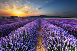 A Stunning View Of A Lavender Field At Sunset Wallpaper