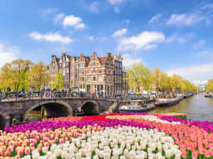 A Stunning View Of Amsterdam During The Blooming Of Its Tulip Fields In The Spring. Wallpaper