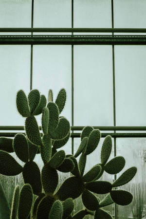 A Succulent Cactus Lively Illuminating A Sunny Window Wallpaper
