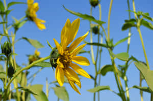 A Sunflower In A Field Wallpaper