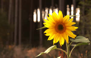A Sunflower In Full Bloom Against A Dark Background Wallpaper