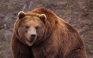 A Sweet And Adorable Brown Bear Wallpaper