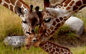 A Tender Moment Of A Baby Giraffe Being Cuddled Wallpaper