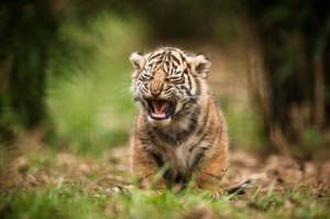 A Tiger Cub Cries In The Arms Of Its Mother Wallpaper