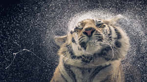 A Tiger Is Being Sprayed With Water Wallpaper