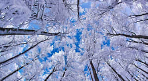 A Tranquil Alpine Landscape With Frosty White Snow Covering The Mountains And Trees. Wallpaper