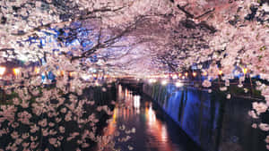 A Tranquil Night In Japan As Cherry Blossoms Bloom Wallpaper