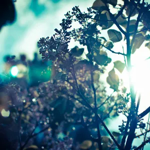 A Tree With Flowers Wallpaper