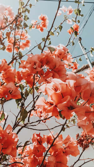 A Tree With Orange Flowers In The Background Wallpaper