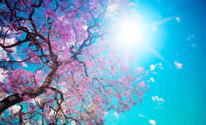 A Tree With Pink Flowers In The Sky Wallpaper