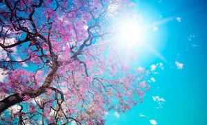 A Tree With Pink Flowers In The Sky Wallpaper