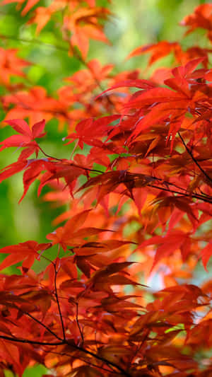 A Tree With Red Leaves Wallpaper