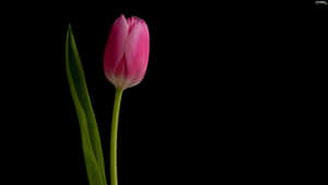 A Unique Blend Of Black And Pink Floral Makes A Beautiful Statement Wallpaper