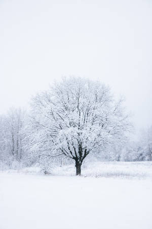 A Vast White Tree In A Majestic Clearing Wallpaper