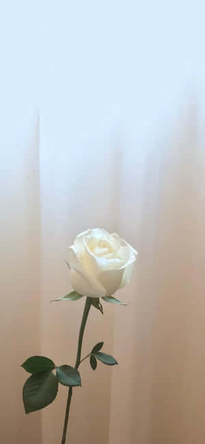 A Velvety White Rose Beneath A Bewitching Night Sky. Wallpaper