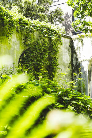 A Verdant Canopy: Embracing The Green Aesthetic Wallpaper