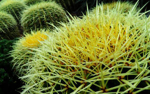 A Vibrant Cactus With Yellow Thorns Wallpaper