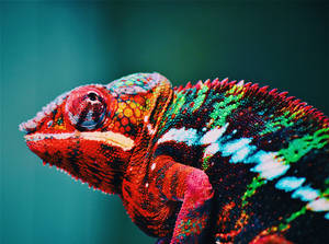 A Vibrant Display - Wild Chameleon In Nature Wallpaper