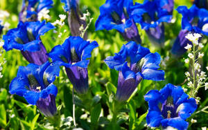 A Vibrant Glimpse Of A Gentian Blue Flower Against A Nature Backdrop. Wallpaper