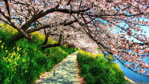A Vibrant Landscape View Of A Lush 4k Spring Wallpaper