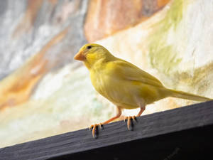 A Vibrant Yellow Canary Bird Perched On A Desk Wallpaper