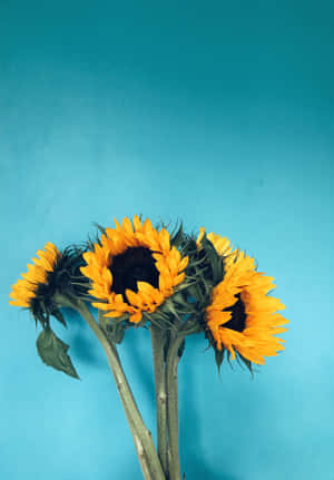 A Vibrant Yellow Sunflower Calmly Resting In The Warm Summer Breeze Wallpaper