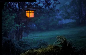 A View Of A Dark Mysterious Night Forest. Wallpaper