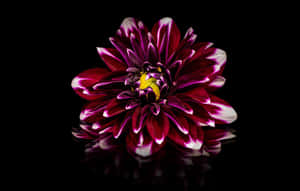 A Vivid Burgundy Flower In Full Bloom Wallpaper