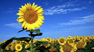 A Vivid, Gorgeous Display Of Sunflowers And Roses Wallpaper