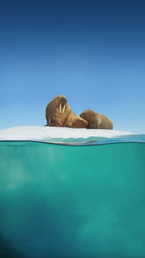 A Walrus Is Lying On Top Of An Iceberg Wallpaper