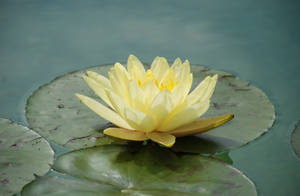 A Warm Yellow Water Lily Resting On Top Of Still Blue Waters. Wallpaper