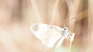 A White Butterfly Soaring Through The Sky Wallpaper