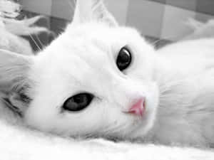 A White Cat Laying On A Blanket Wallpaper