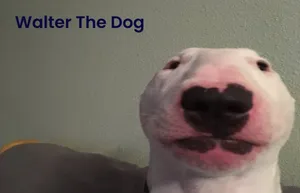 A White Dog With A Black Nose And A Black Nose Wallpaper