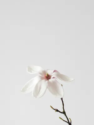 A White Flower In A Vase Wallpaper