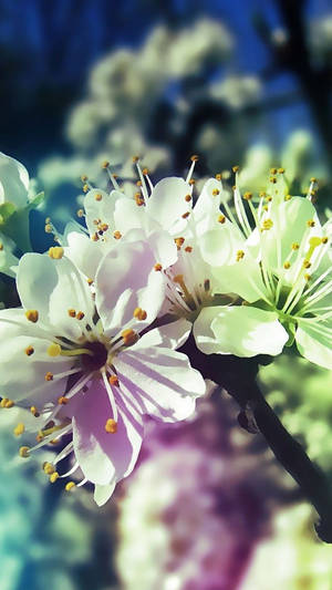 A White Flower On A Branch Wallpaper