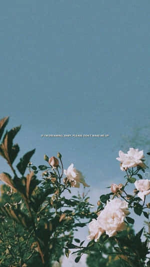 A White Flower With A Blue Sky Behind It Wallpaper