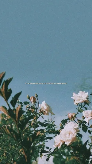 A White Flower With A Blue Sky Behind It Wallpaper