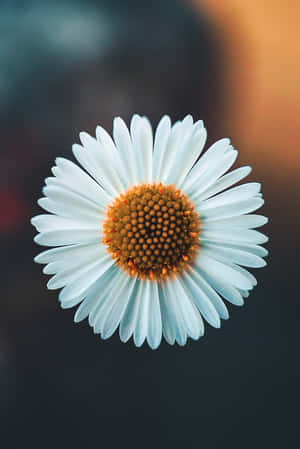 A White Flower With A Yellow Center Wallpaper